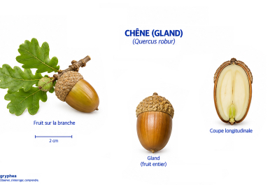 Fruit du Chêne (gland)
